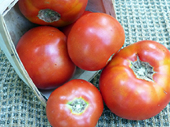 Abraham Lincoln heirloom tomato